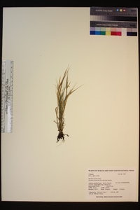 Bromus diandrus image